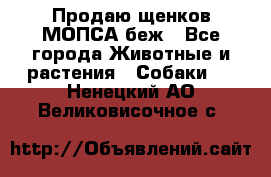 Продаю щенков МОПСА беж - Все города Животные и растения » Собаки   . Ненецкий АО,Великовисочное с.